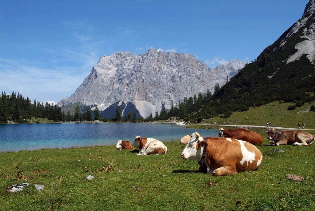 Alpen Appartements Marlene Ehrwald Zewnętrze zdjęcie